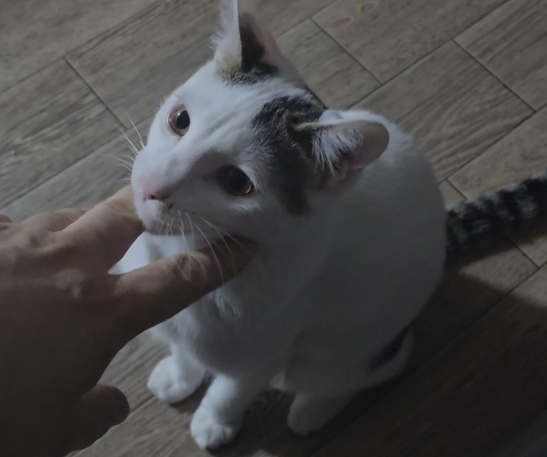 문 앞으로 마중나온 고양이