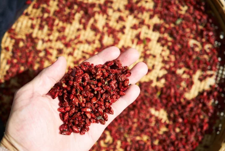 오미자온효능부족