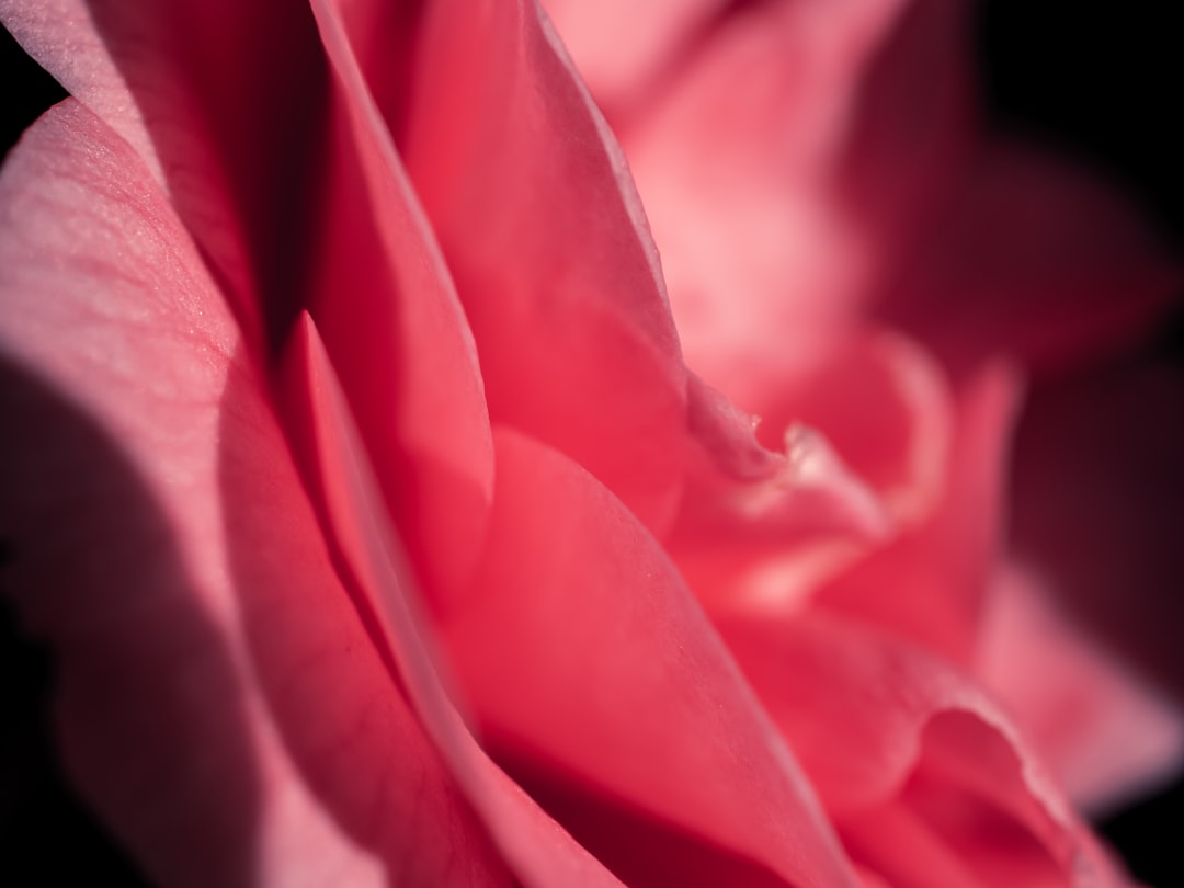 Camellia