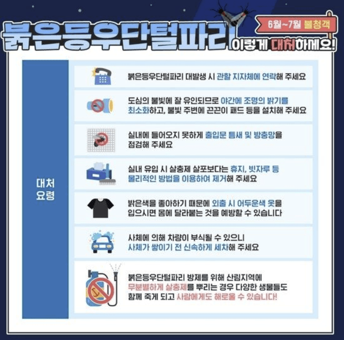 러브버그 대처법2