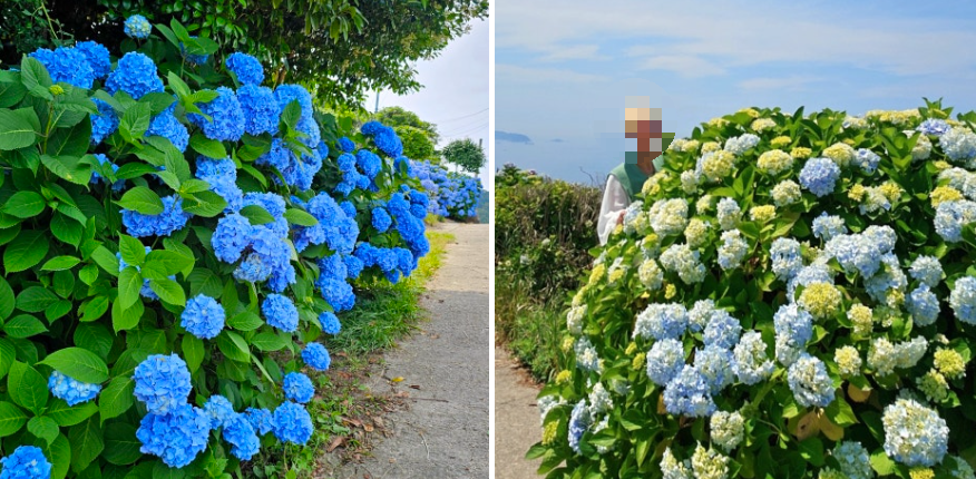 수국 명소 연화도 다음엔 어디? 통영 섬여행 가이드(욕지도, 비진도, 연대도)