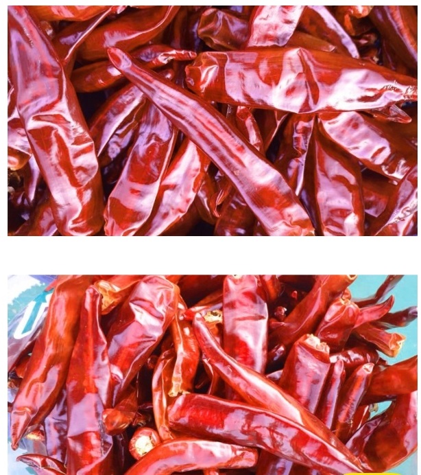 생생정보-영양-고추-삼막골농장-건고추-