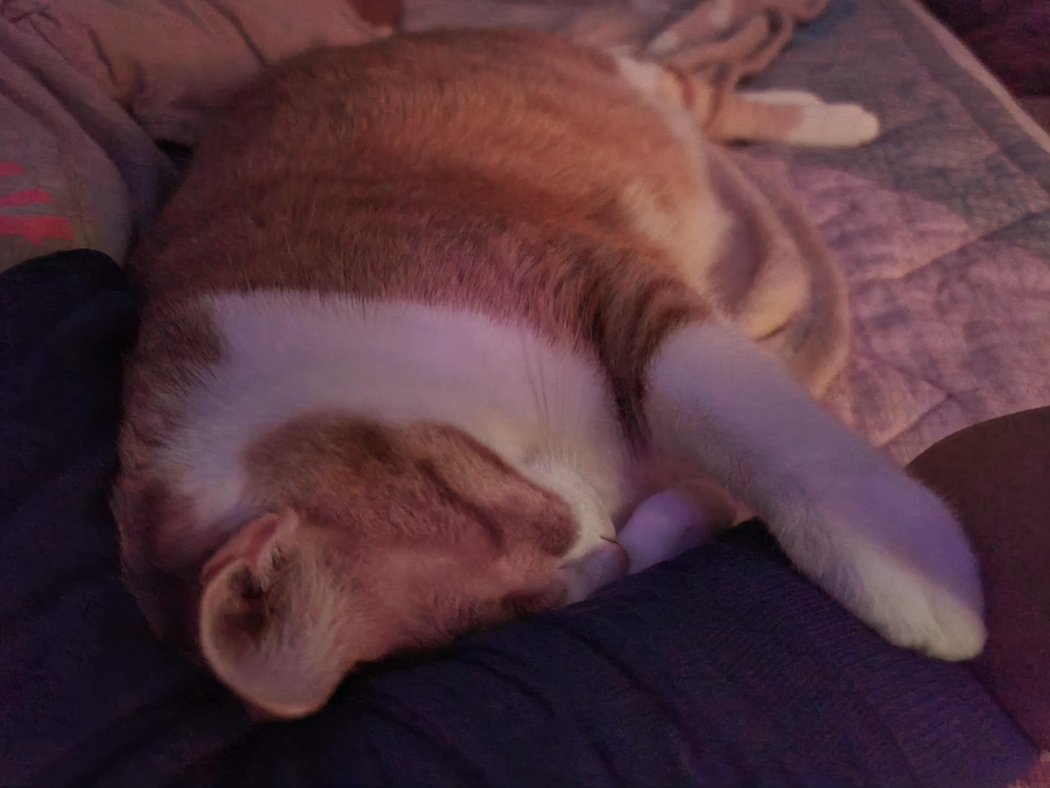 우리 이러고 자요~ 이런고양이 집에 한마리씩은 있잖아요?