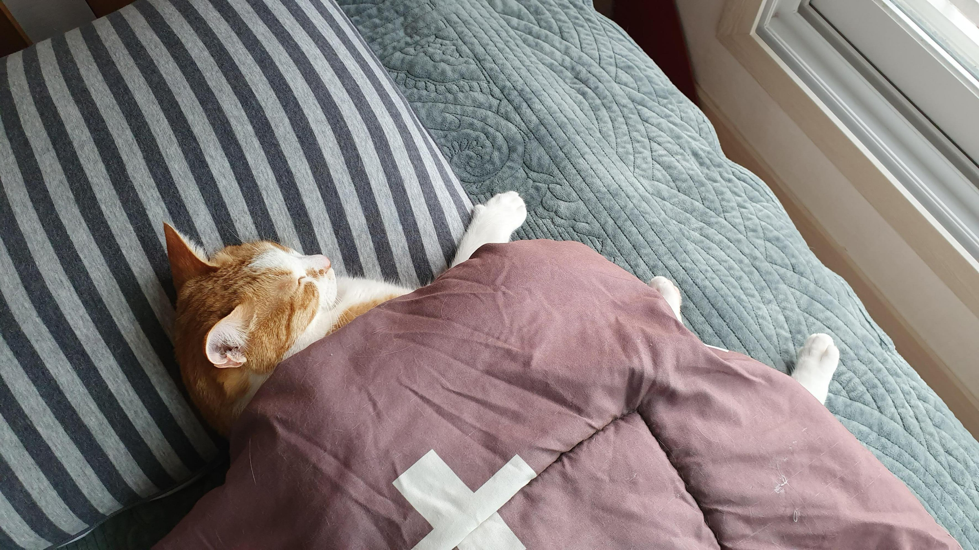 사람처럼 자는 고양이, 치즈냥이 호야.