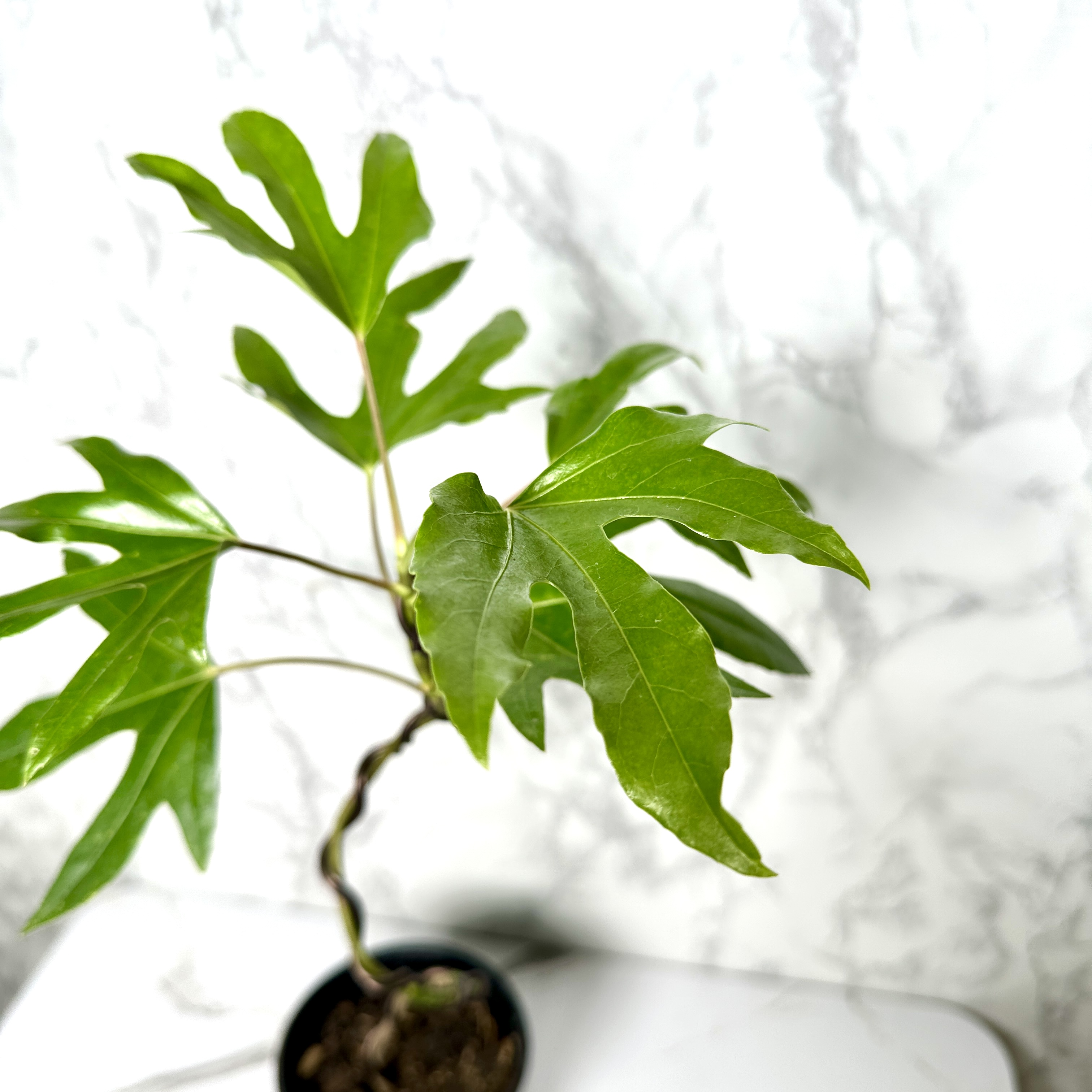 황칠나무 키우기