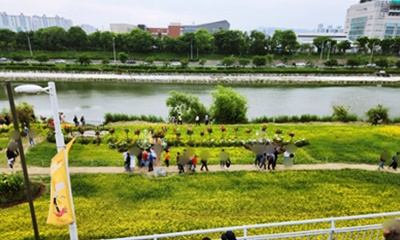 중랑천옆유채꽃밭