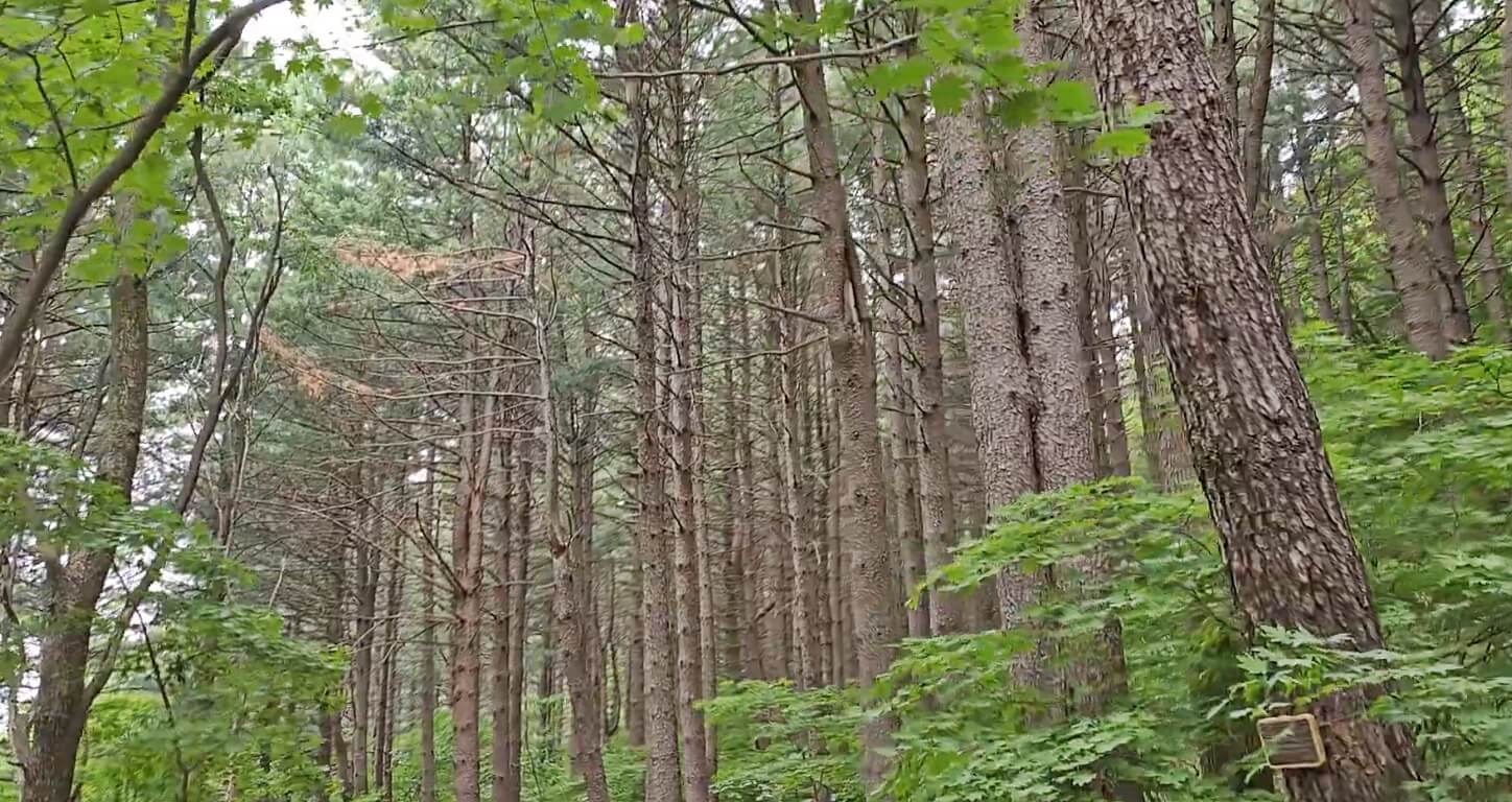 곰배령