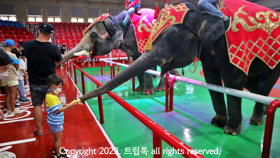 코끼리에게 바나나를 주자 코를 뻗어 받는 코끼리