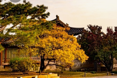 서울 고궁 이번 가을 꼭 가봐야할 BEST 4