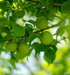 매실 효능과 부작용 고르는법 칼로리