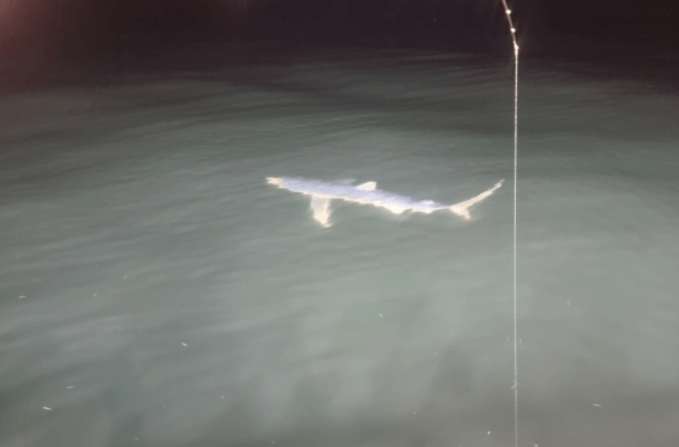 포항 인근 바닷가에서 목격된 청상아리 모습