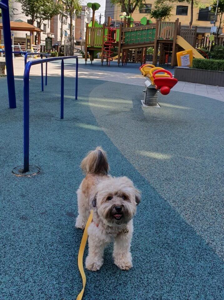 쉬고 있는 강아지1