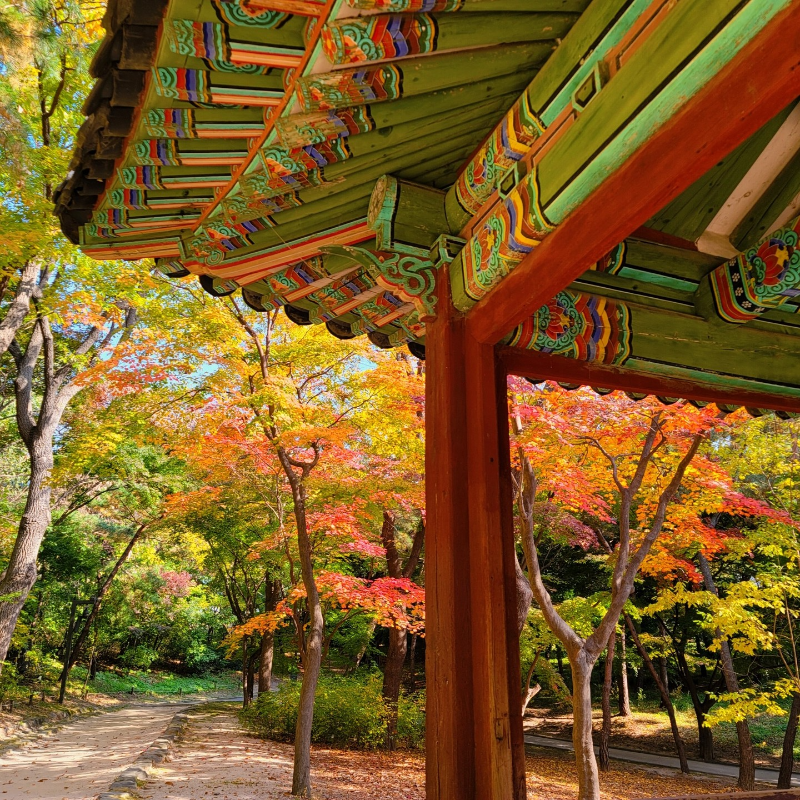 창경궁의 가을 단풍