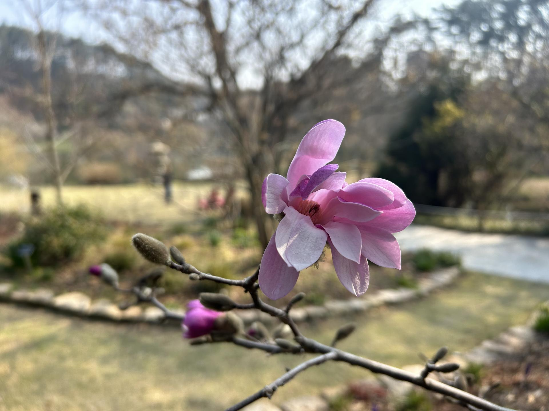 태안 천리포 수목원 목련축제 2025 주차 맛집 꿀팁 총정리