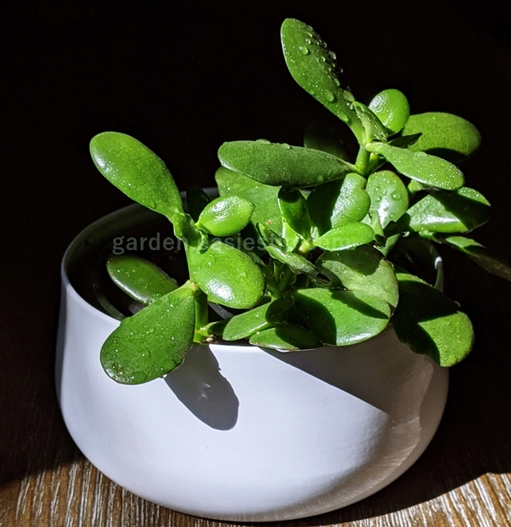 물을 머금은 염좌