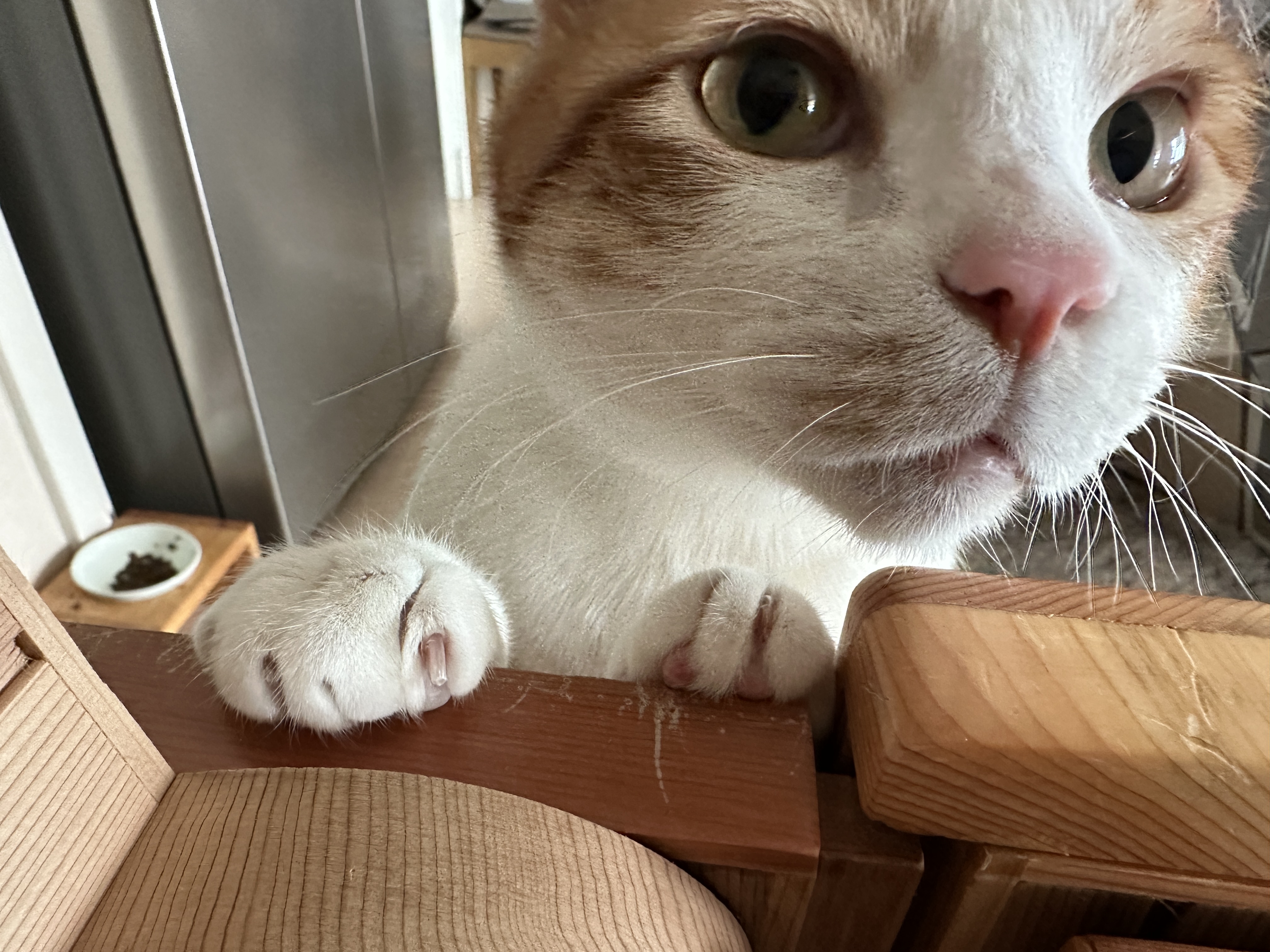 소심한 막둥이가 엄마를 지키는 방법 (feat.긴장해서 코까지 빨개진 막둥이)