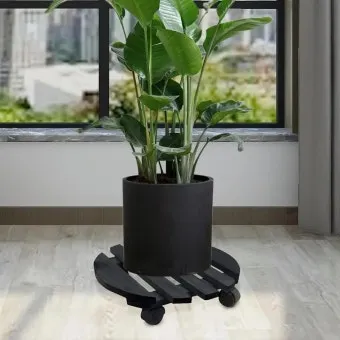 실내화분 이동 스트레스 줄이기 화분자리 변경 단계적적응 빛조절 요령_11