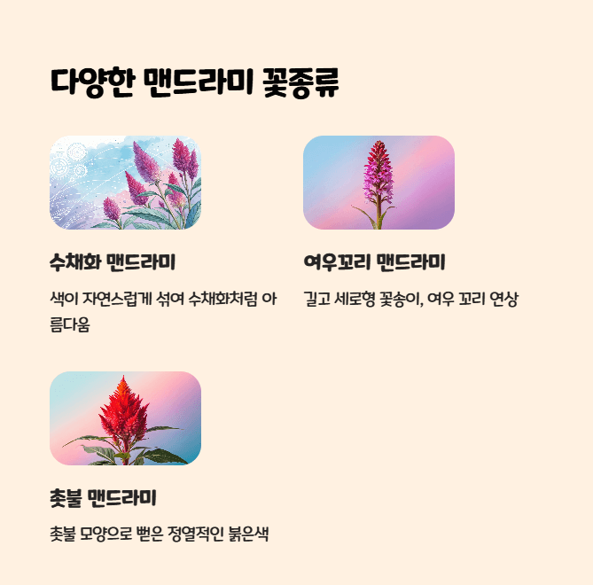 맨드라미 꽃