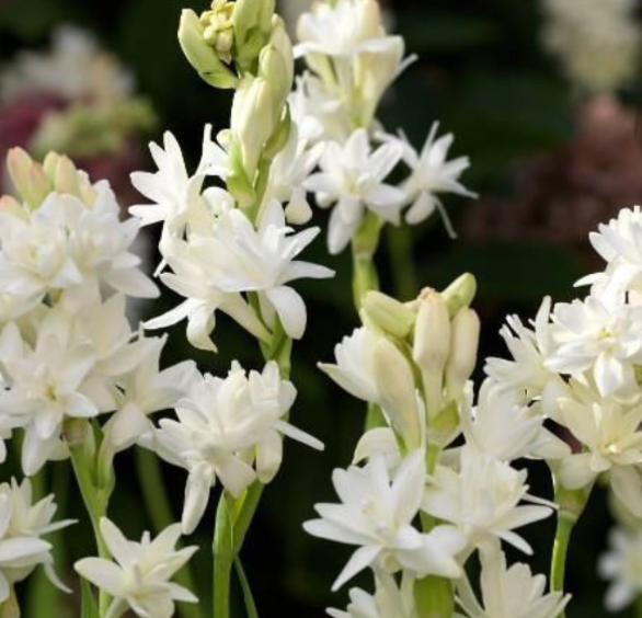 튜베로즈구근 키우기 심기 물주기 수확 방법 개화 시기 향기 투베로사 꽃말 총정리 2