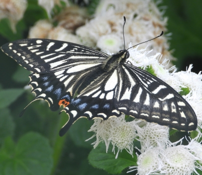 함평나비축제 일정&amp;#44; 초대가수&amp;#44; 입장료 할인정보🦋 