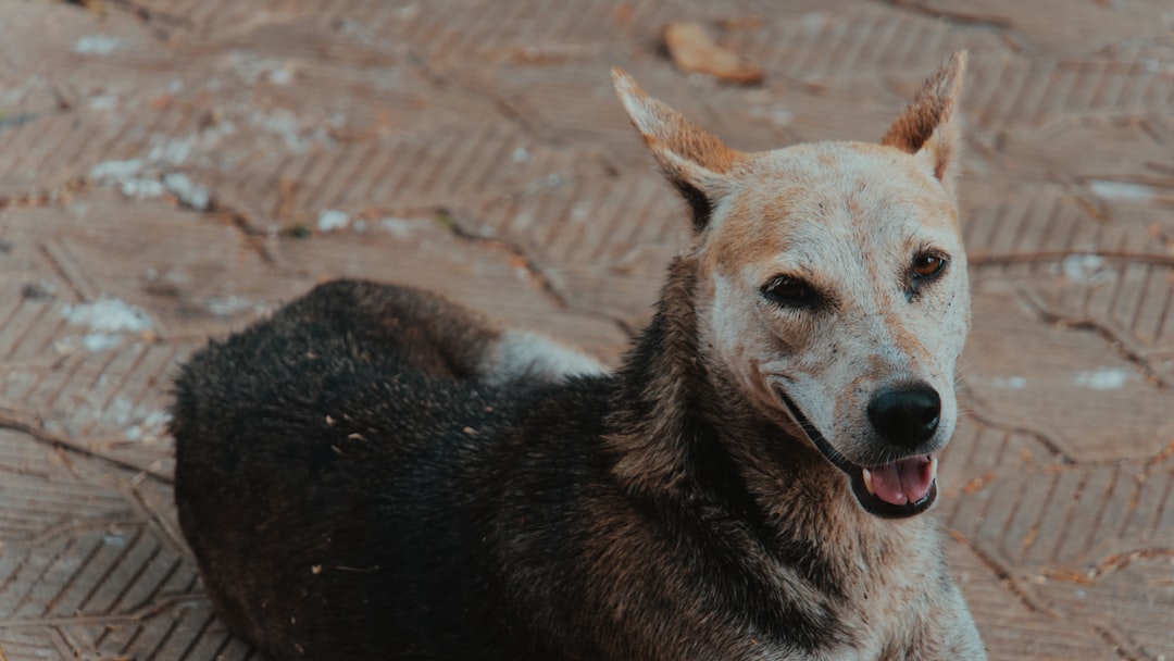 Dog