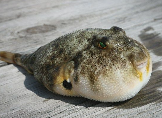 복어 요리 안전 팁