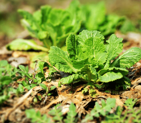 곰보배추 효능, 먹는 법 총정리