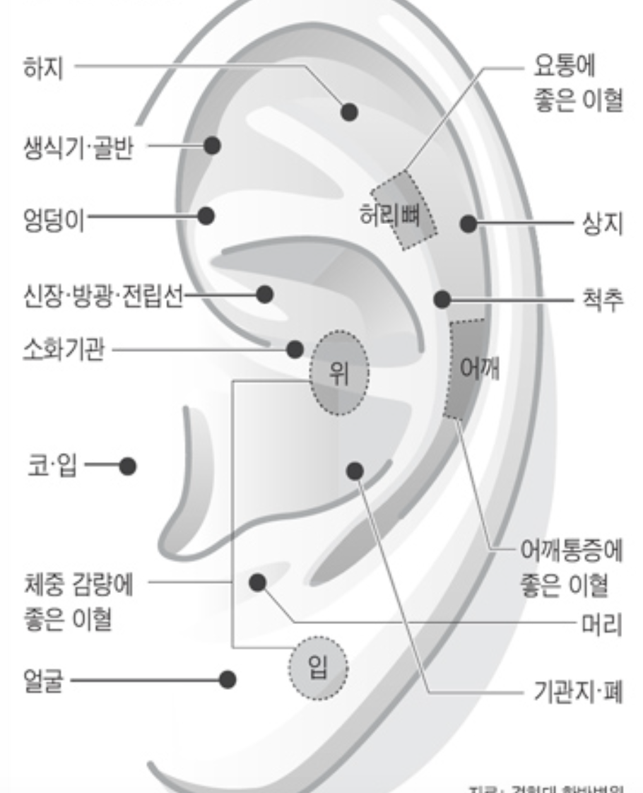 아침 부기 빼는 귀 지압법 (리프팅, 윤곽, 동안 관리) 설명사진