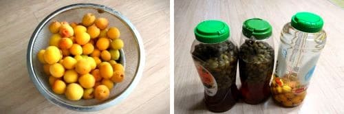 매실-청매-황매-매실주-매실청-담그기-만들기