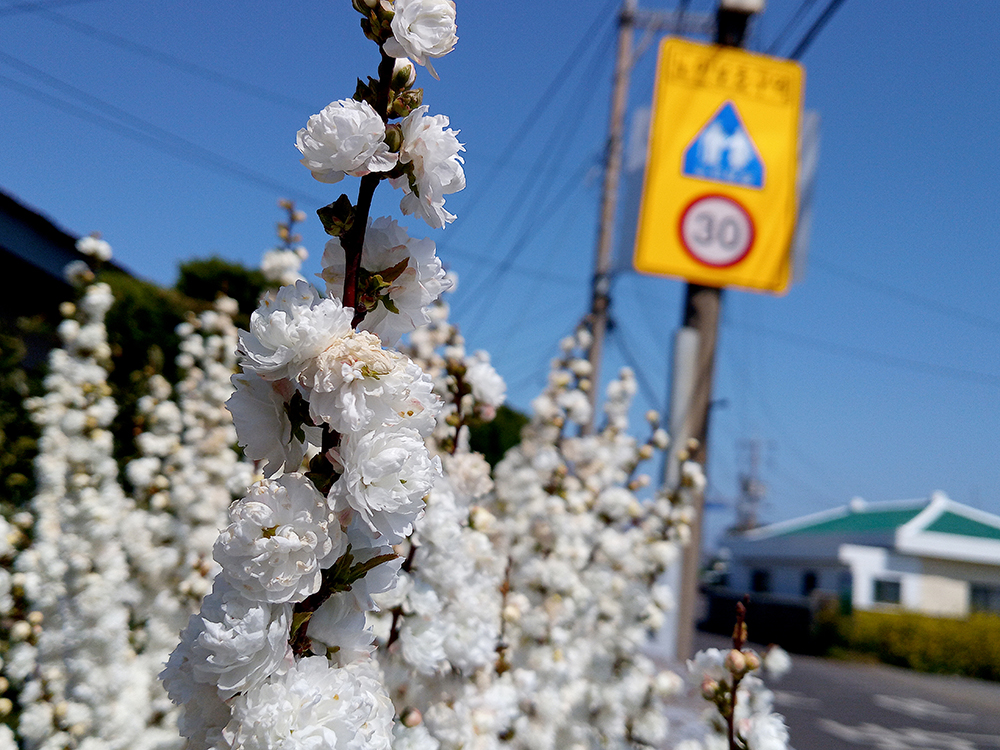 올레2코스: 오조리마을