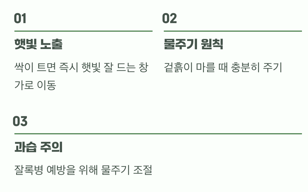 아기 모종, 튼튼하게 키우기 (싹튼 후 관리)