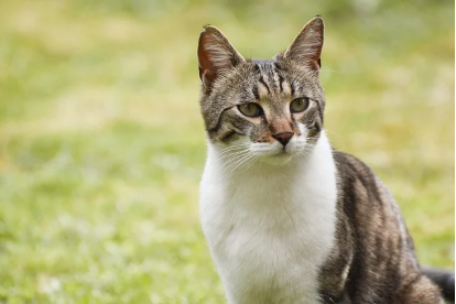 고양이·강아지가 자동차 밑에 있었는데 출발했다면, 운전자 책임은?