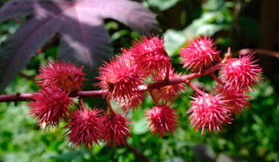 가을에 피는 꽃 아주까리