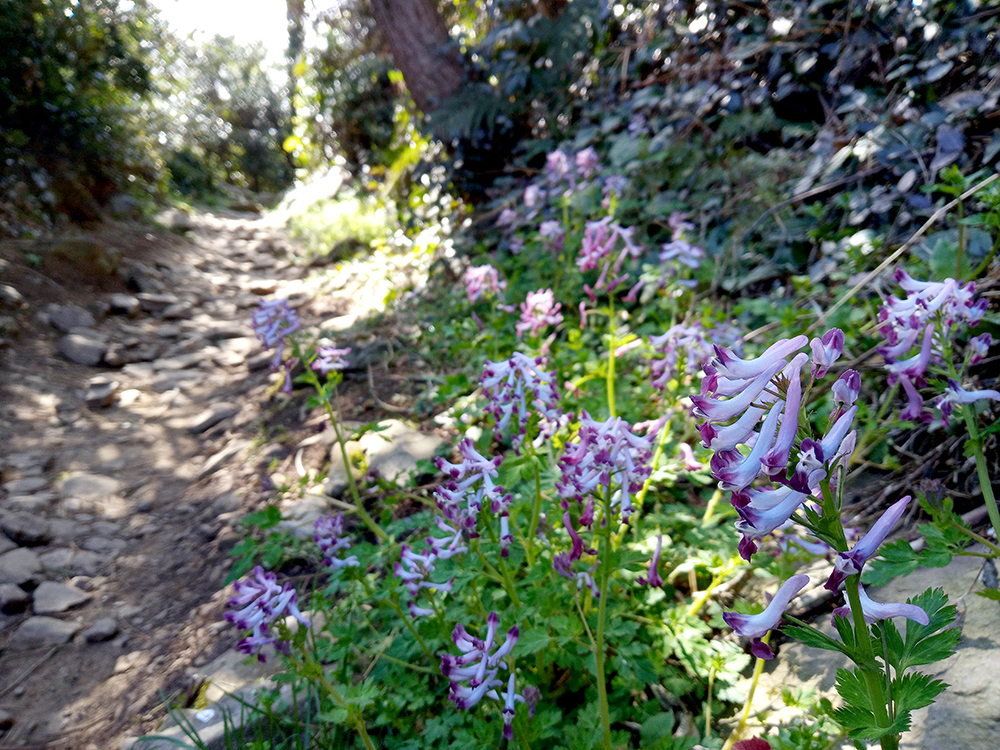 올레9코스: 속골 자주괴불주머니