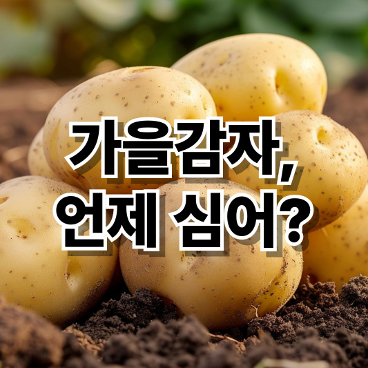 가을 감자 언제 심어요?