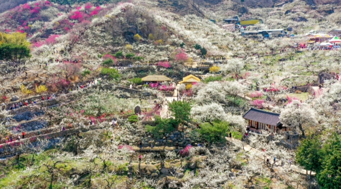 광양매화축제