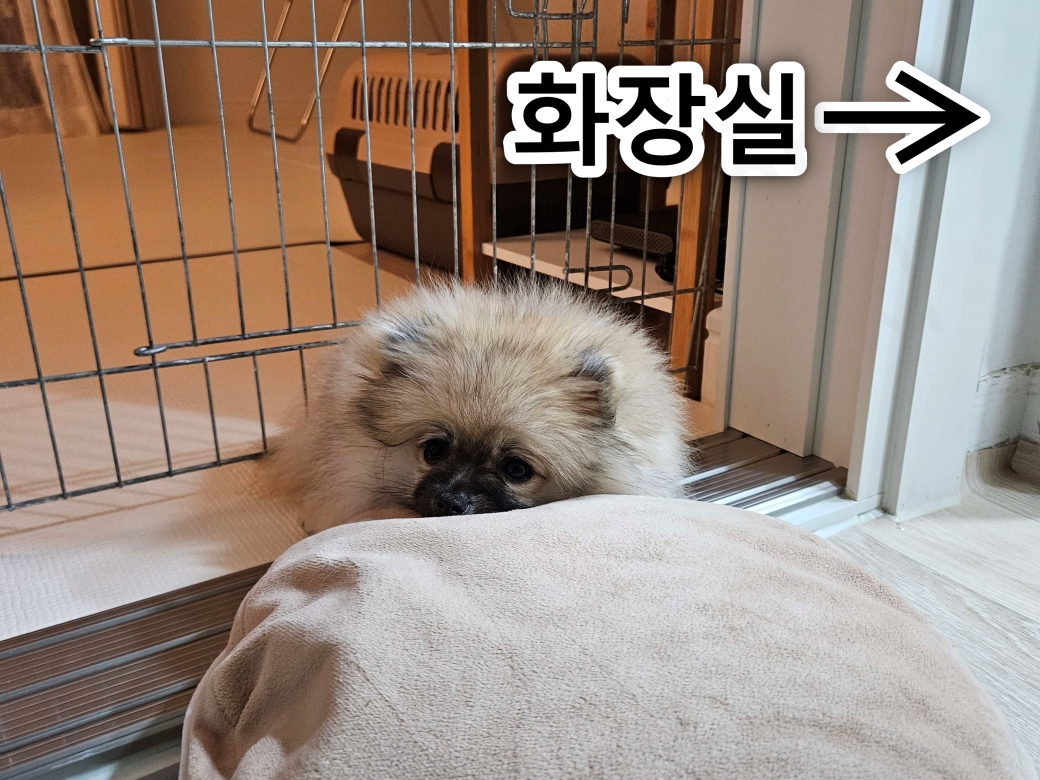 새끼 강아지 화장실 배변 훈련