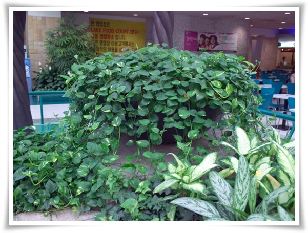 누구나 기르기 쉬운 공기정화 식물 &quot;스킨답서스 키우기&quot;