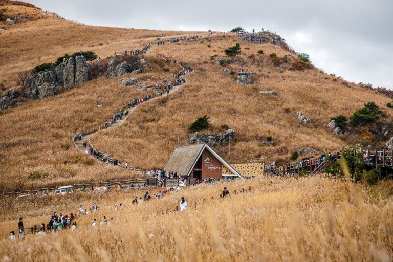 울산 울주 간월산 억새
