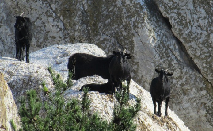 흑염소의 영양성분과 흑염소 효능