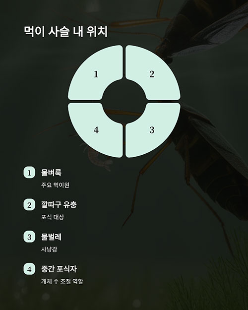 물땡땡이의 먹이 사슬 내 위치는?