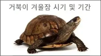 거북이 겨울잠 시기 및 기간