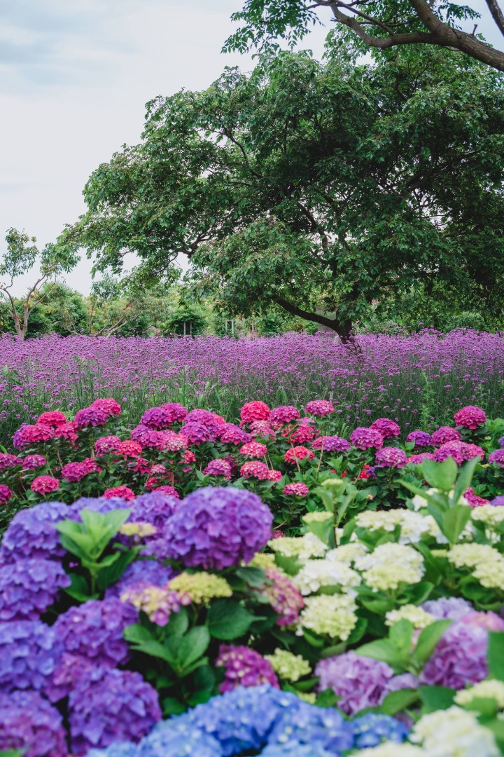 비체올린 능소화축제