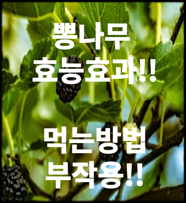 뽕나무 효능과 효과