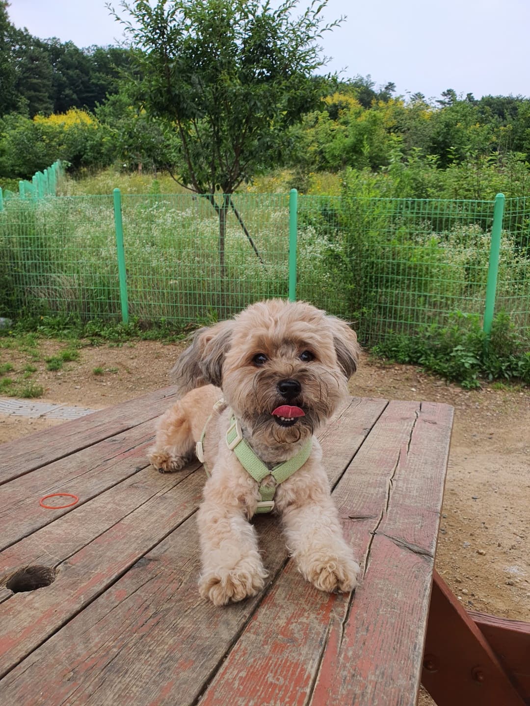 웃고 있는 강아지