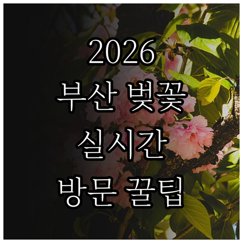 2026년 부산 벚꽃 실시간 개화 예..