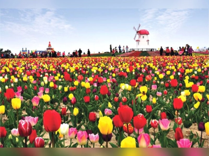 임자도 튤립축제