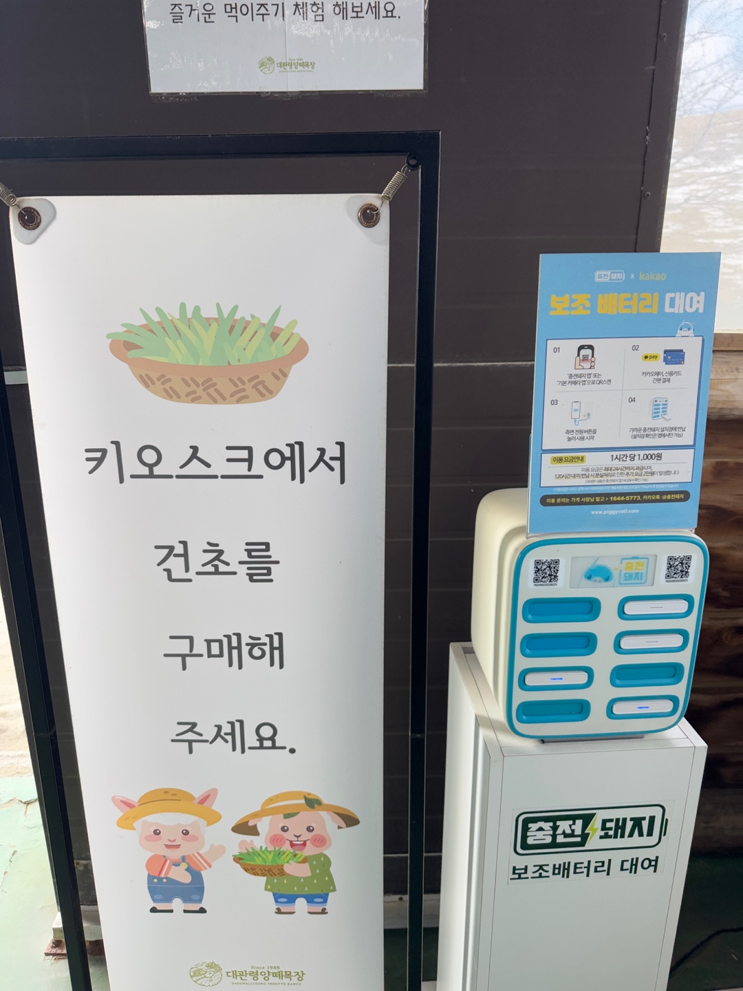 대관령 양떼목장