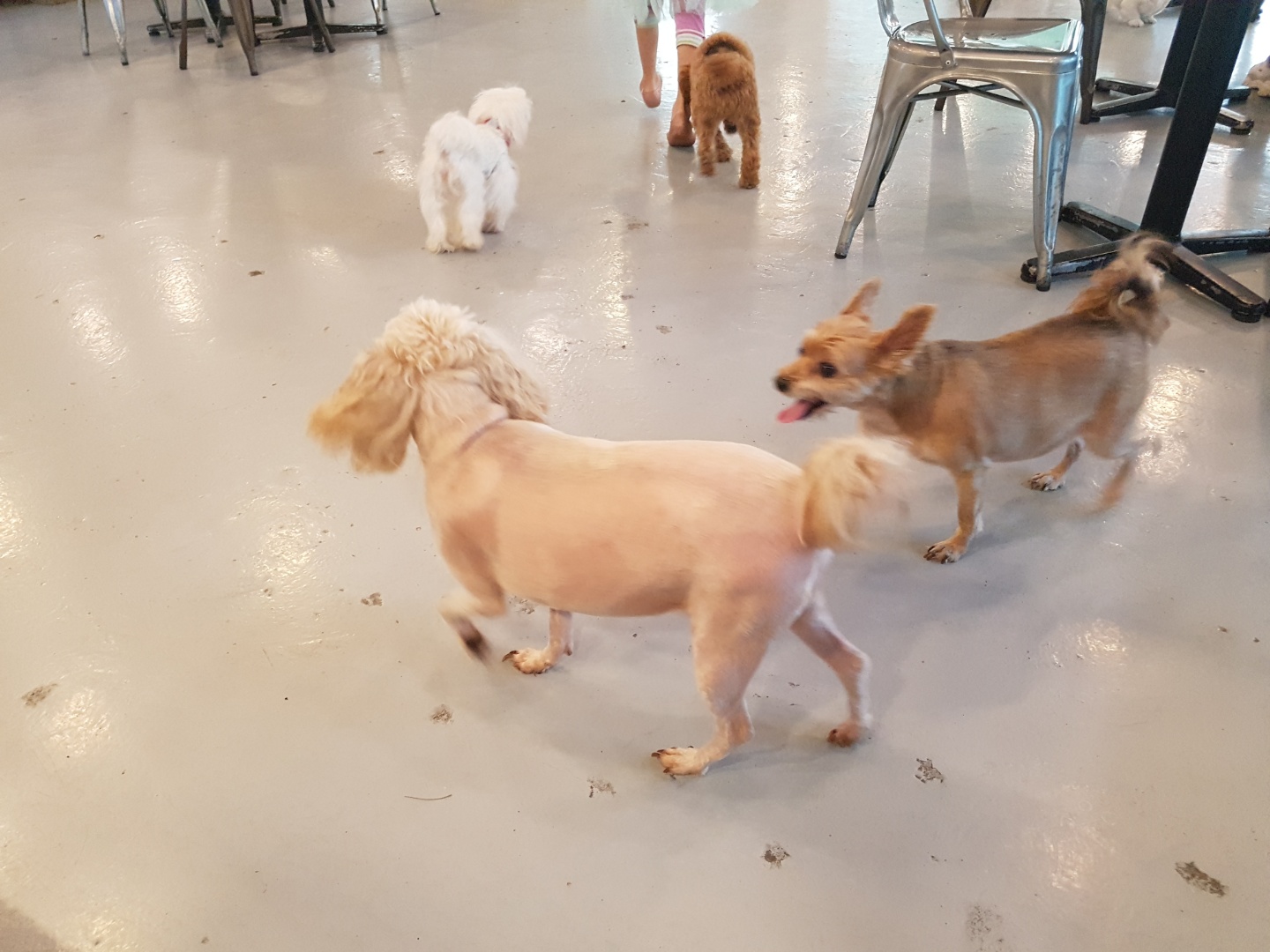 애견카페