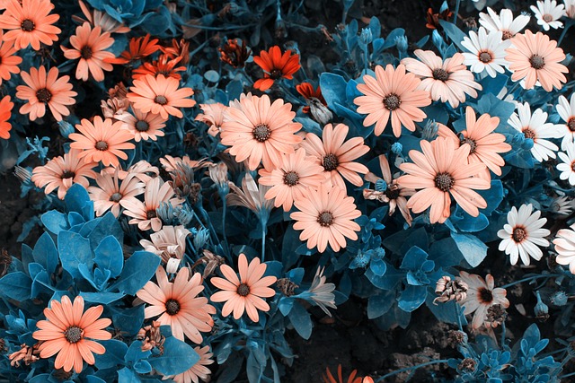 경기도 아침고요수목원 들국화 전시회 🌼 